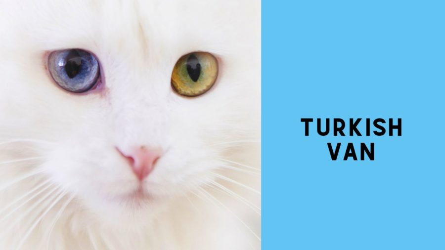 image of Turkish van with one blue eye and one amber eye