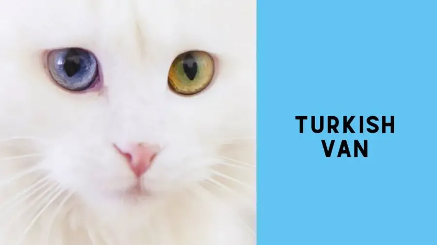 image of Turkish van with one blue eye and one amber eye