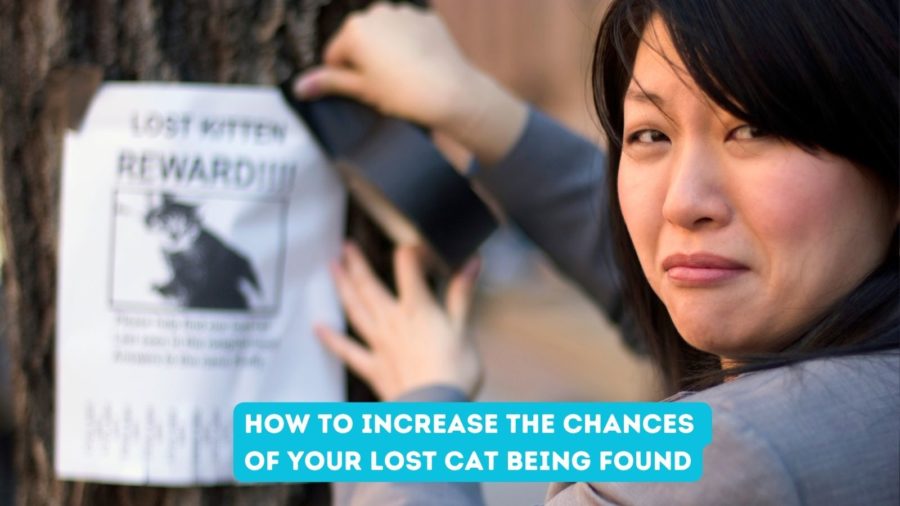 photo of woman putting up lost kitten sign