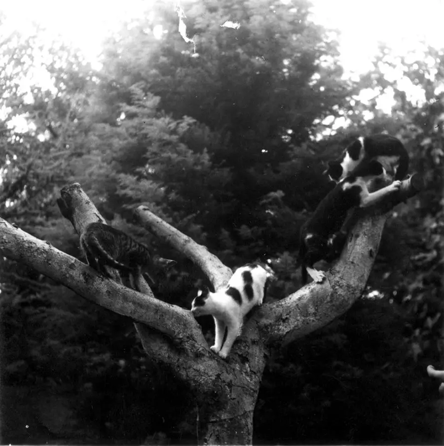 Ernest Hemingway's Cats, Willy and triplets Spendy, Shopsky, and Ecstacy, play in a tree at Finca Vigia, Cuba. Credit: Ernest Hemingway Photographs Collection. John F. Kennedy Presidential Library and Museum, Boston.