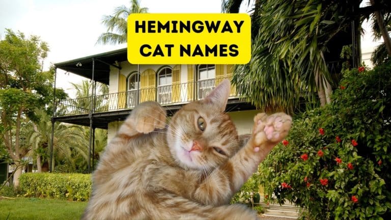 100+ Hemingway Cat Names for Polydactyl Cats