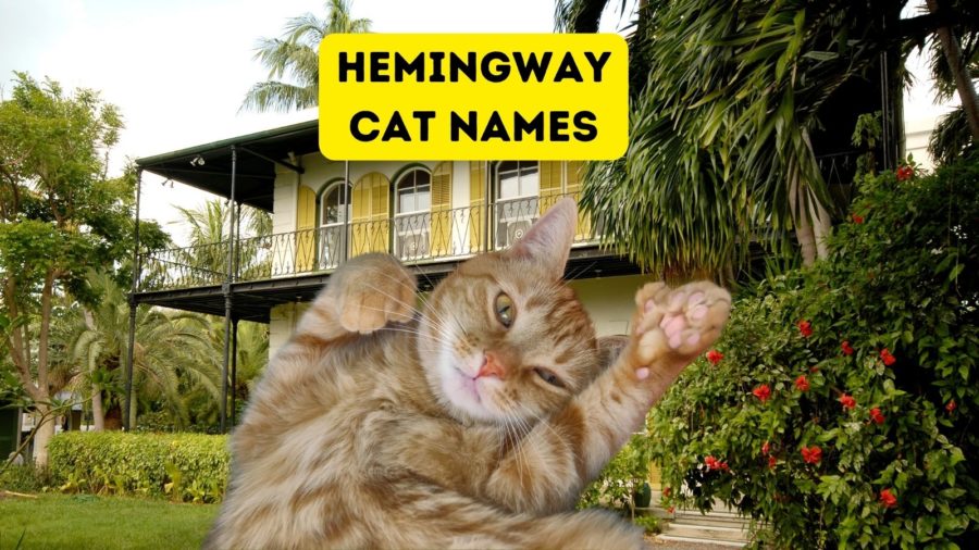 polydactyl cat with background of Ernest Hemingway Home and Museum in Key West, Florida