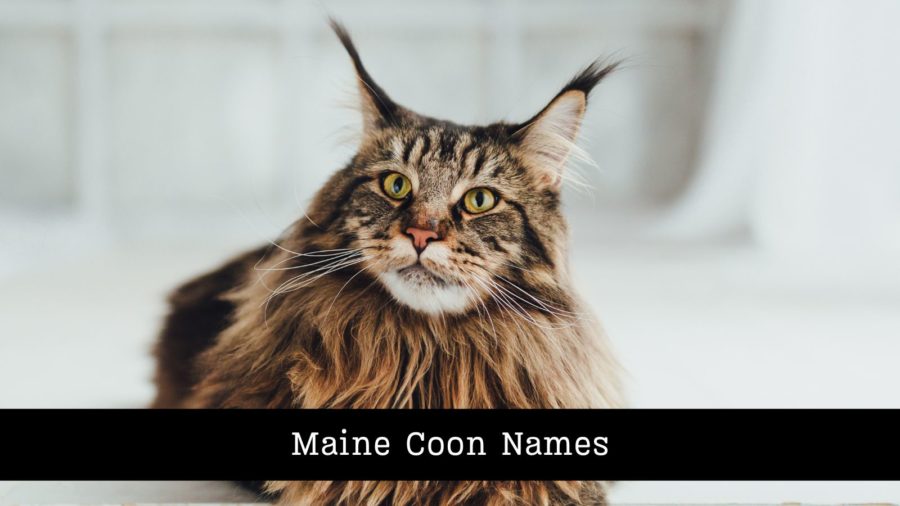 image of Maine Coon cat with large, tufted ears