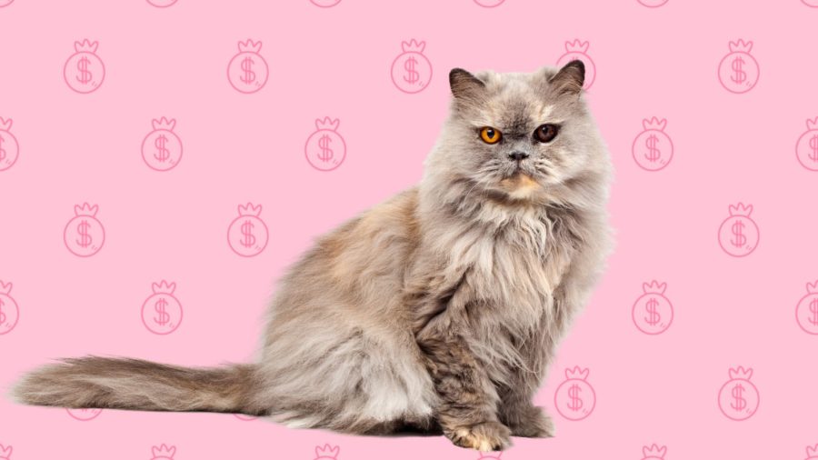 Persian cat against background with dollar signs