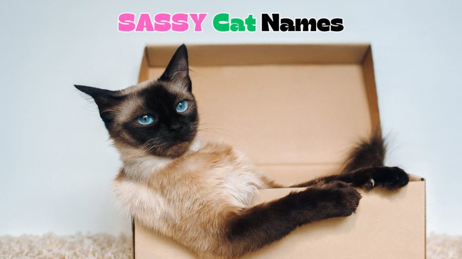 cat sitting in box with title Sassy Cat Names at top of image