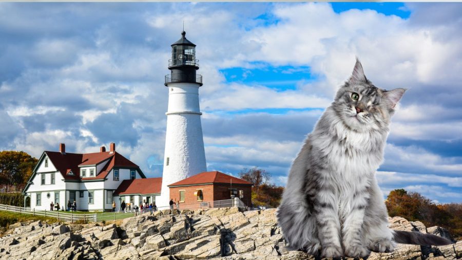 image of a silver Maine Coon cat and a lighthouse