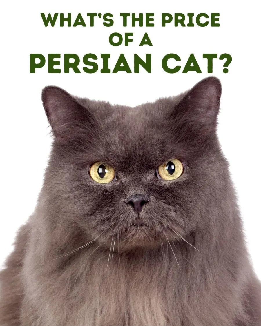 vertical Pinterest image of gray persian cat looking at camera with words What's the Price of a Persian Cat at the top of the image