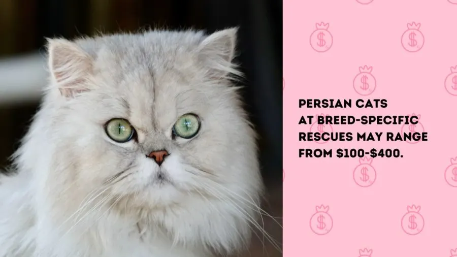 white Persian cat looking at camera with words "persian cats at breed specific rescues may range from $10-400."