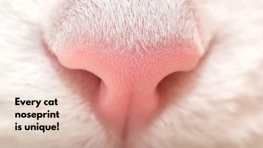 closeup of cat noseprint