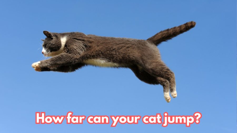 image of black and white cat jumping horizontally