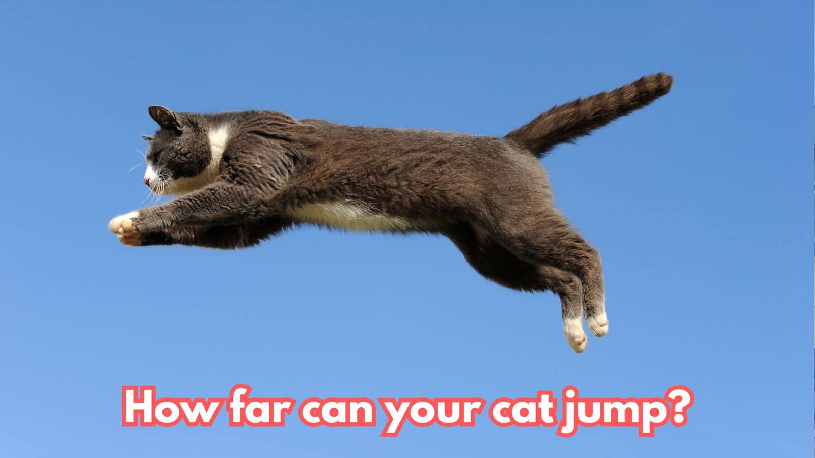 10 Facts About Cats that Might Surprise You!