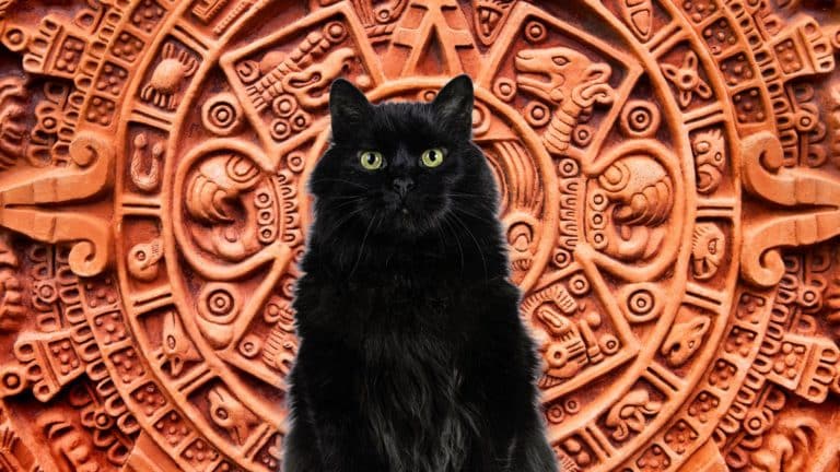 120 Aztec Cat Names with Ancient and Mystical Meanings