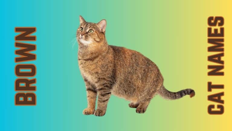 120+ Brown Cat Names from Amber to Umber
