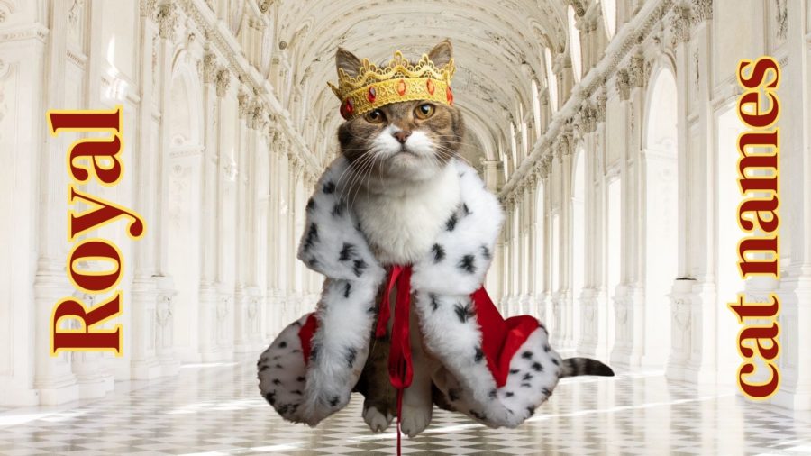 cat in crown and robe looking at camera with background of palace hall