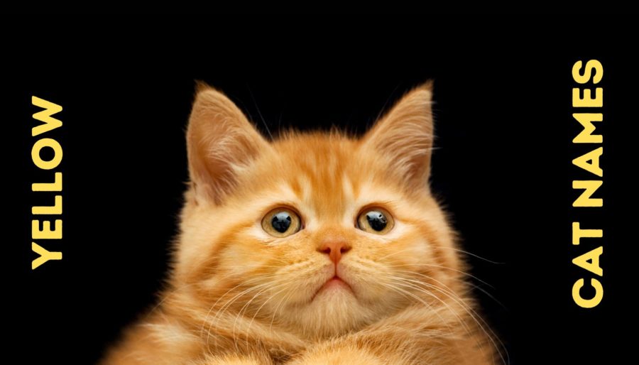 yellow kitten closeup with black background
