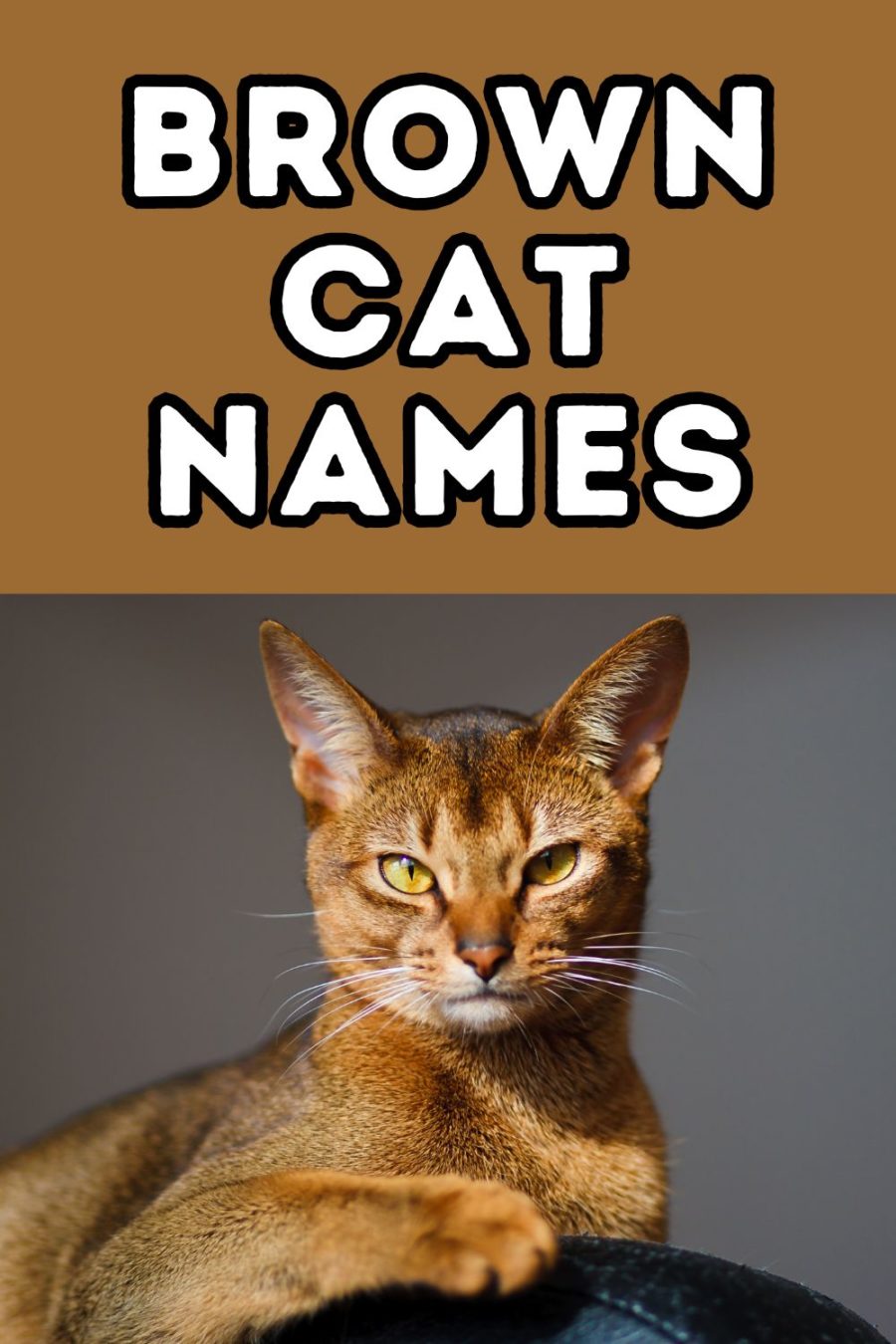 brown cat looking directly at camera in lower half of image; top half of image contains words Brown Cat Names.