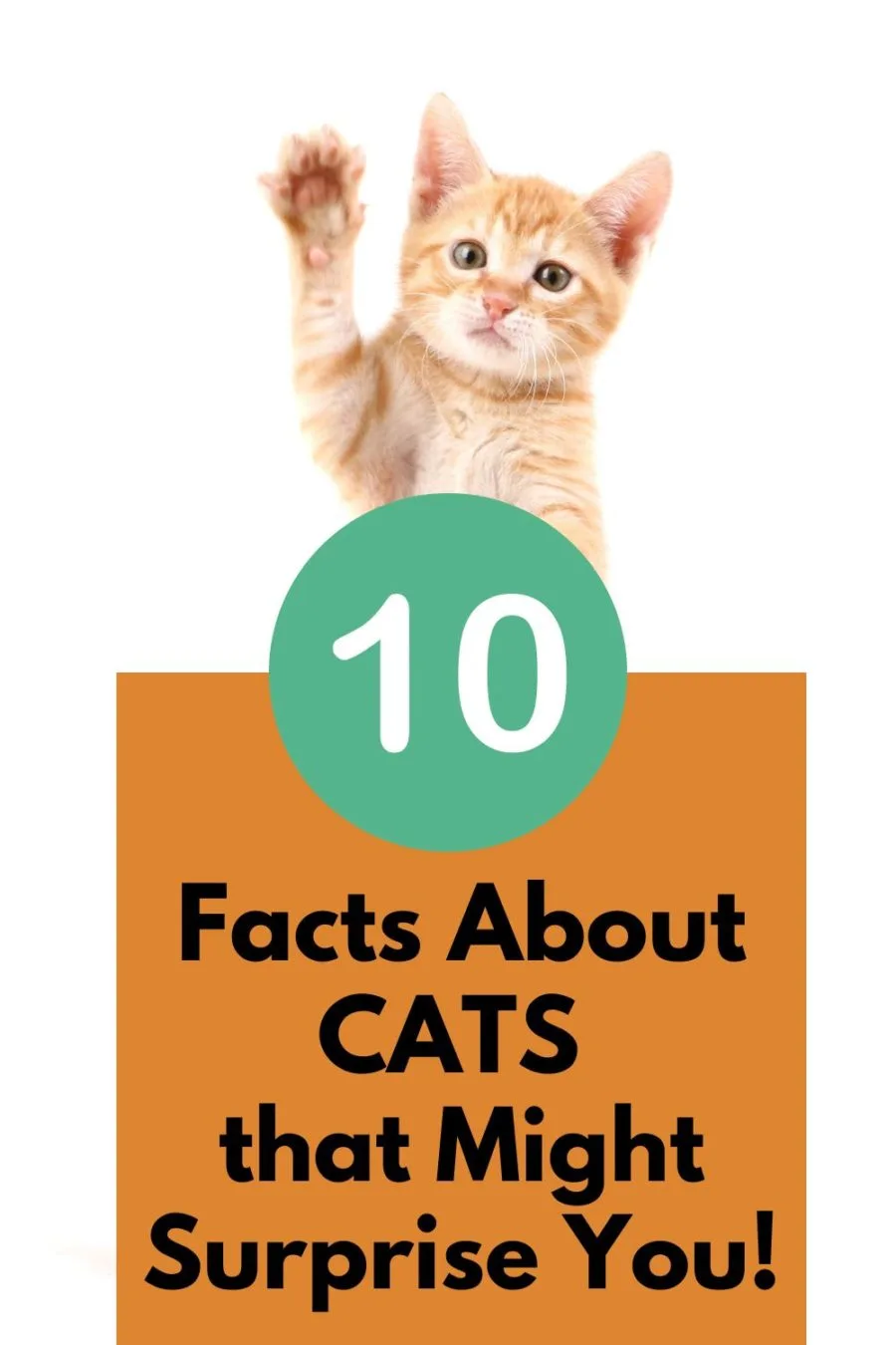 Orange kitten above words 10 facts about cats