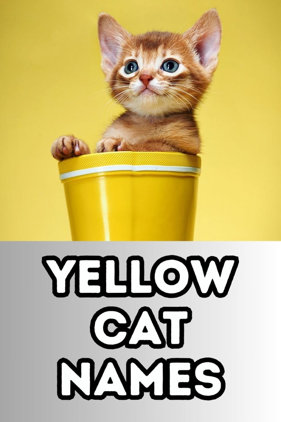yellow kitten sitting in yellow cup in top half of image with "yellow cat names" in lower half of image