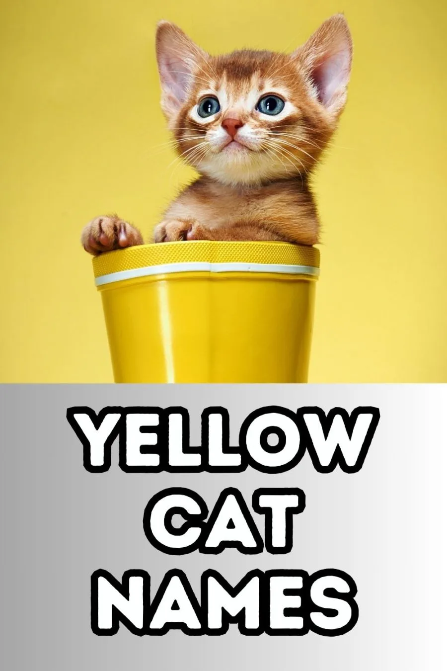 yellow kitten sitting in yellow cup in top half of image with "yellow cat names" in lower half of image