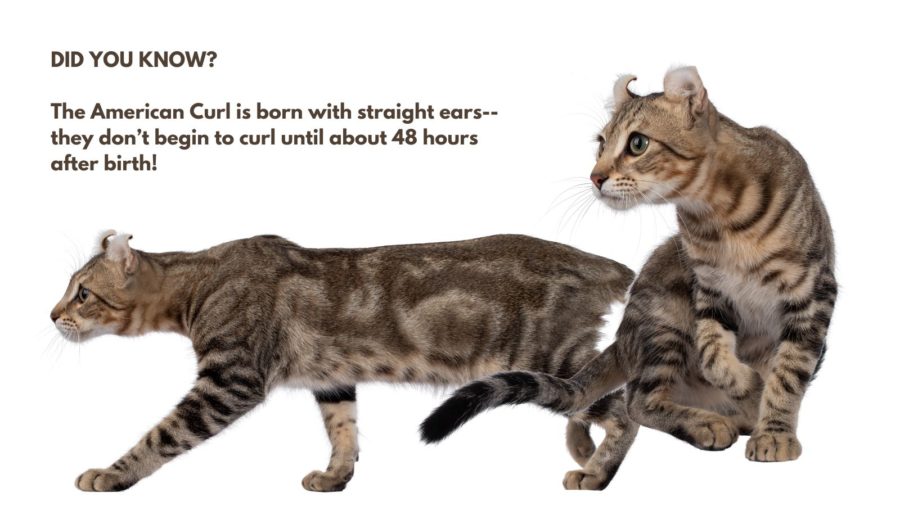 Two images of shorthair American Curl cat from front and side. Words at top left say did you know the American Curl is born with straight ears--they don't begin to curl until about 48 hours after birth!