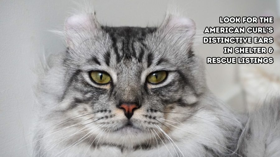 image of gray long haired American Curl cat looking at camera. In top right corner, it says look for the American Curl's distinctive ears in shelter and rescue listings