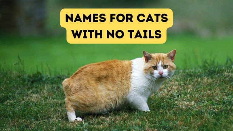 Names for Cats with No Tail