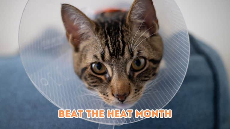 Beat the Heat Month