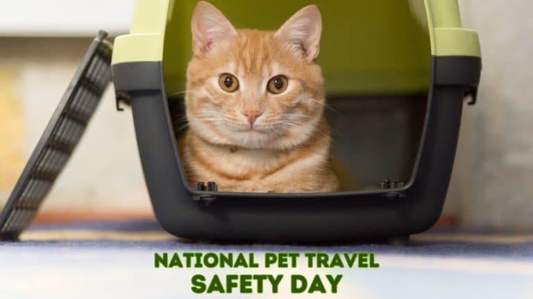 National Pet Travel Safety Day: Tips and Tricks for Stress-Free Trips