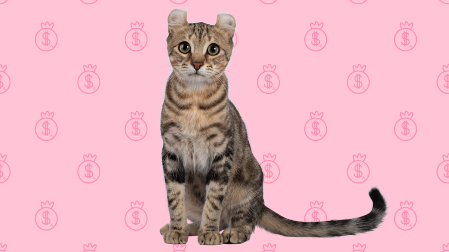 shorthair American Curl cat looking at camera with background of pink money bags with dollar signs