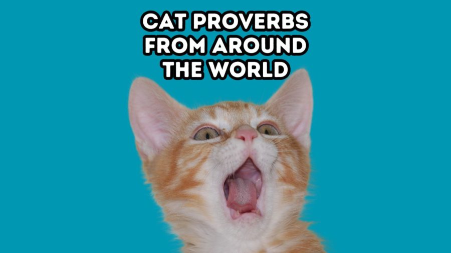 photo of orange kitten with mouth open and a surprised look; words Cat Proverbs From Around the World at top of image