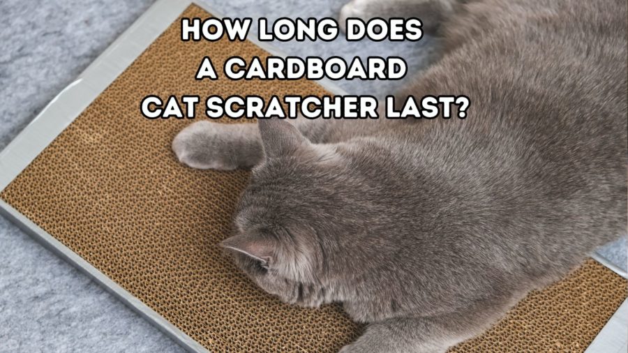 gray cat scratching on cardboard scratcher