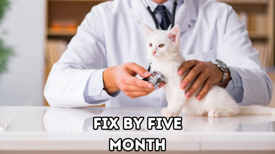 photo of white kitten being examined by veterinarian