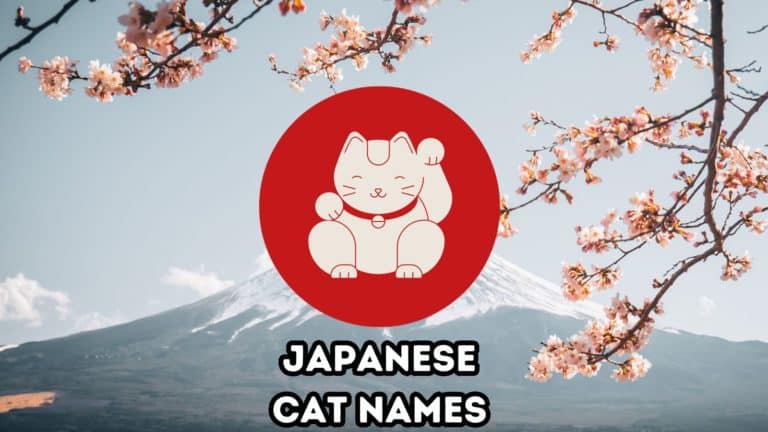 320 Japanese Cat Names for Your Good Luck Cat