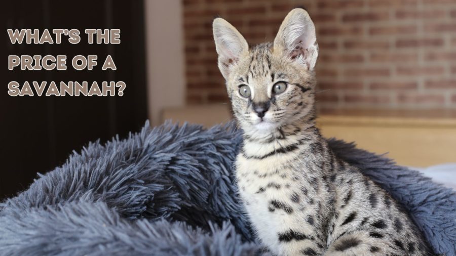photo of savannah kitten with words what's the price of a savannah in the left of the image