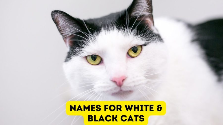 white and black cat looking at camera