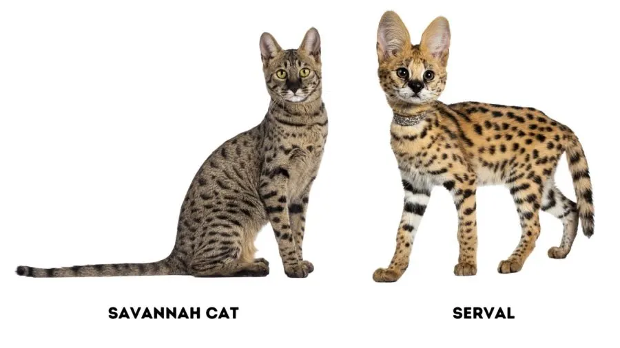 photo of savannah cat on left side with serval on right side