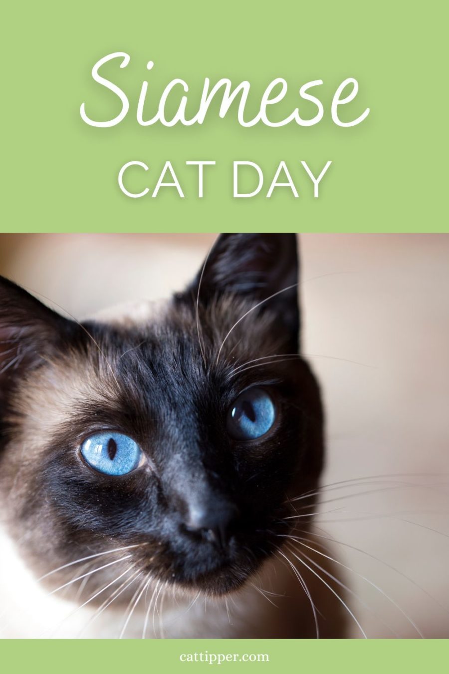 photo of siamese cat with words siamese cat day at top of image