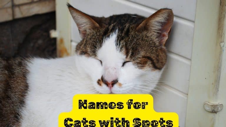 80 Names for Cats with Spots and Speckles