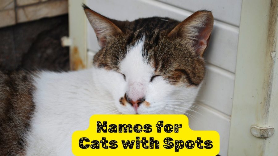 sleeping cat with spotted fur around his nose