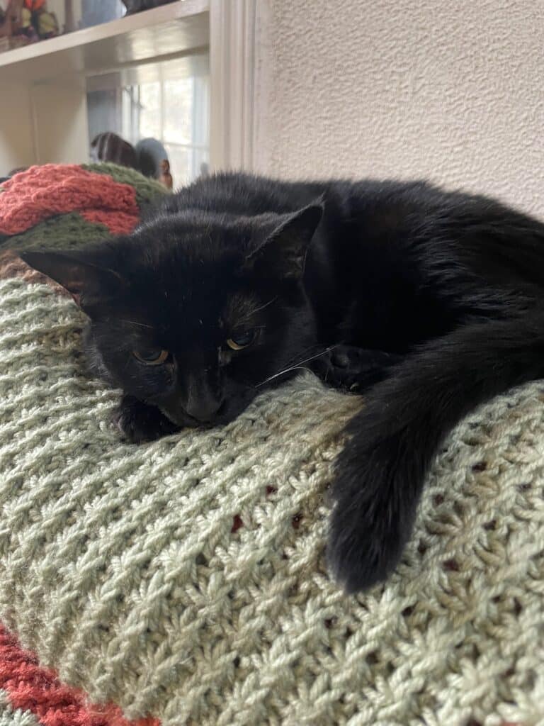 Remembering Inca, 2007-2025