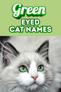 150 names for cats with green eyes